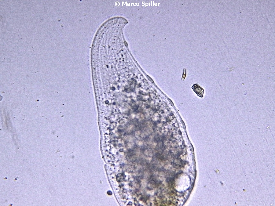 Loxophillum meleagris